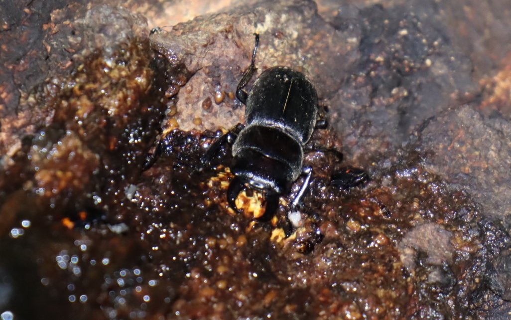 ヒラタクワガタ♂_団地前のクヌギ_2023年6月8日19時25分気温20.1度 霧雨
